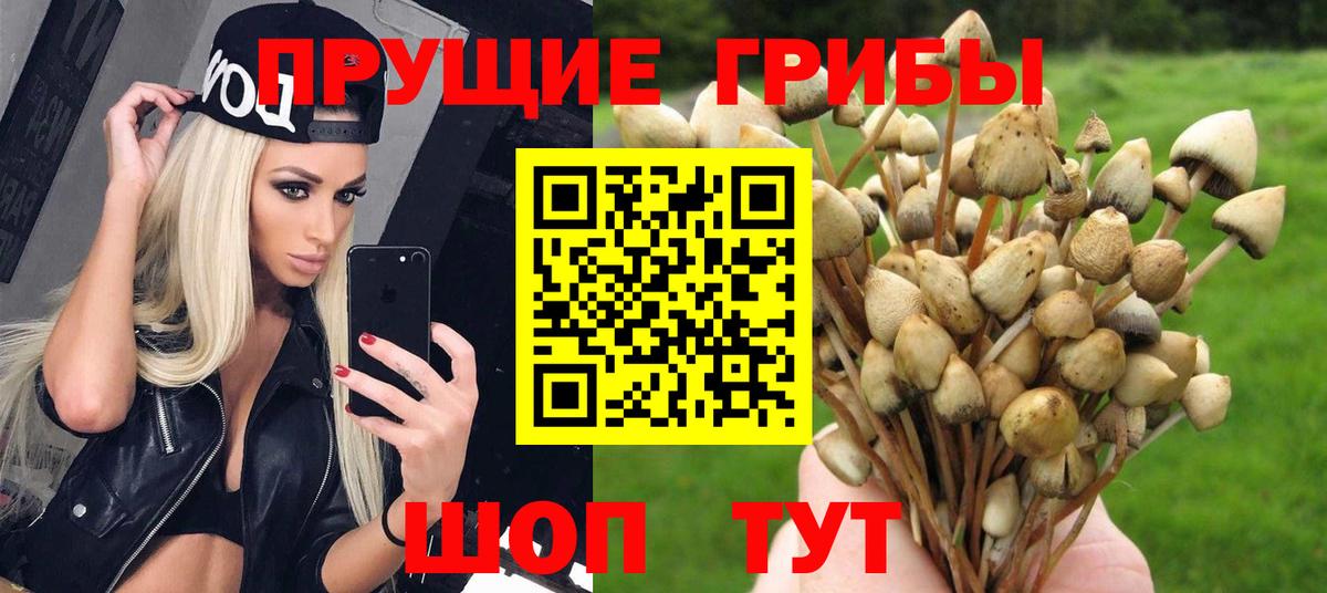 Псилоцибиновые грибы мицелий Сунжа