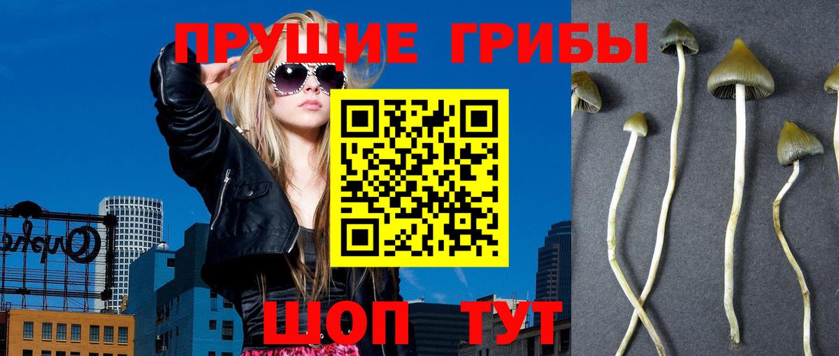 Псилоцибиновые грибы GOLDEN TEACHER  Вход с VPN  Сунжа  Псилоцибиновые грибы Cubensis 